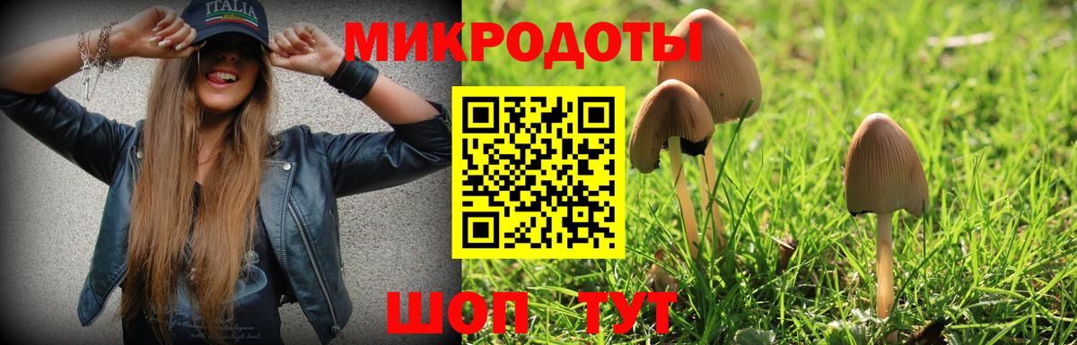 Галлюциногенные грибы Psilocybe Нальчик